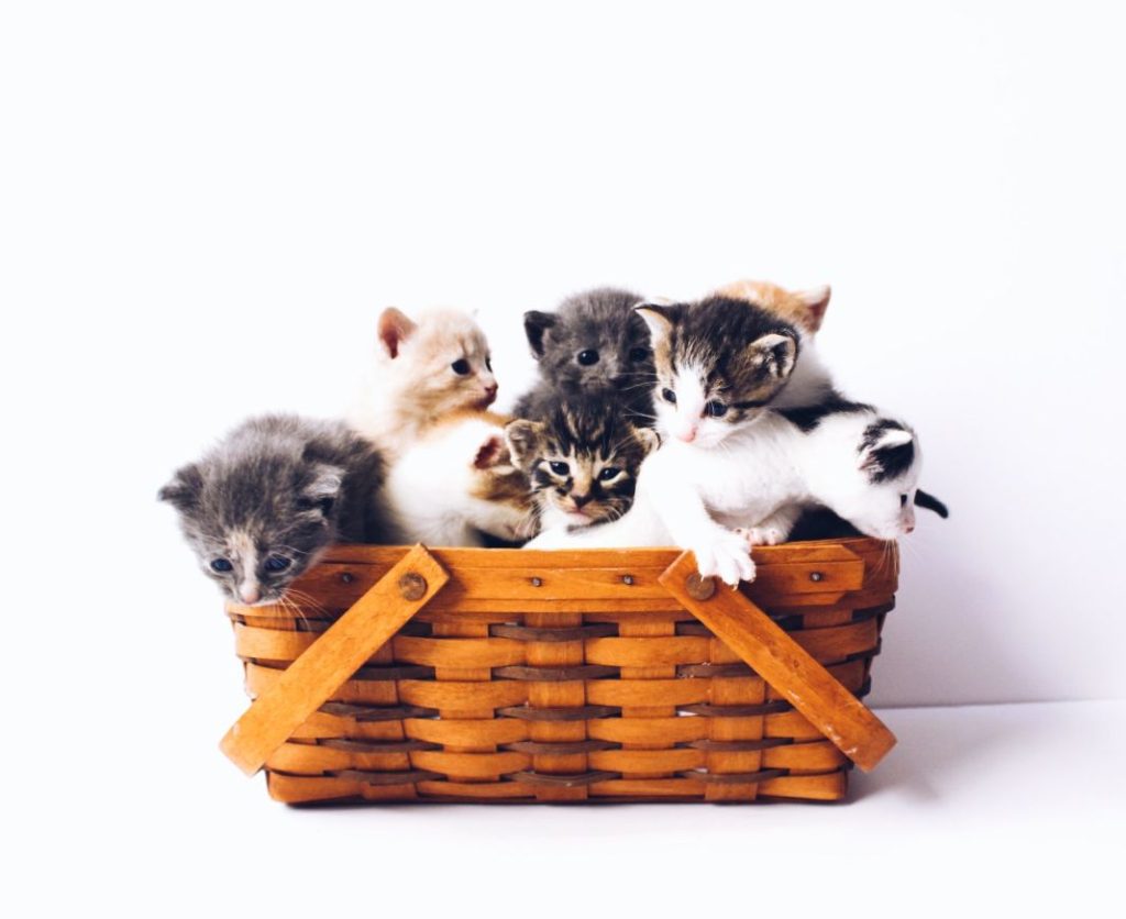 Esta es la cantidad de gatos que deberías tener 1 Vida.es Esta es la cantidad de gatos que deberías tener