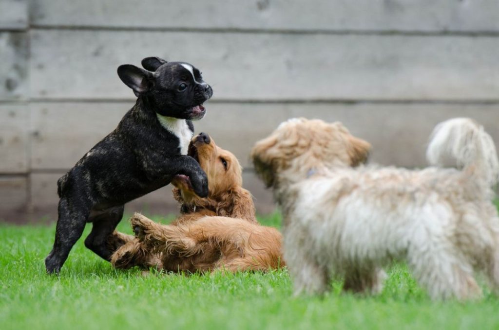 Estas son las razas de perro más feas del mundo 1 Vida.es mascotas