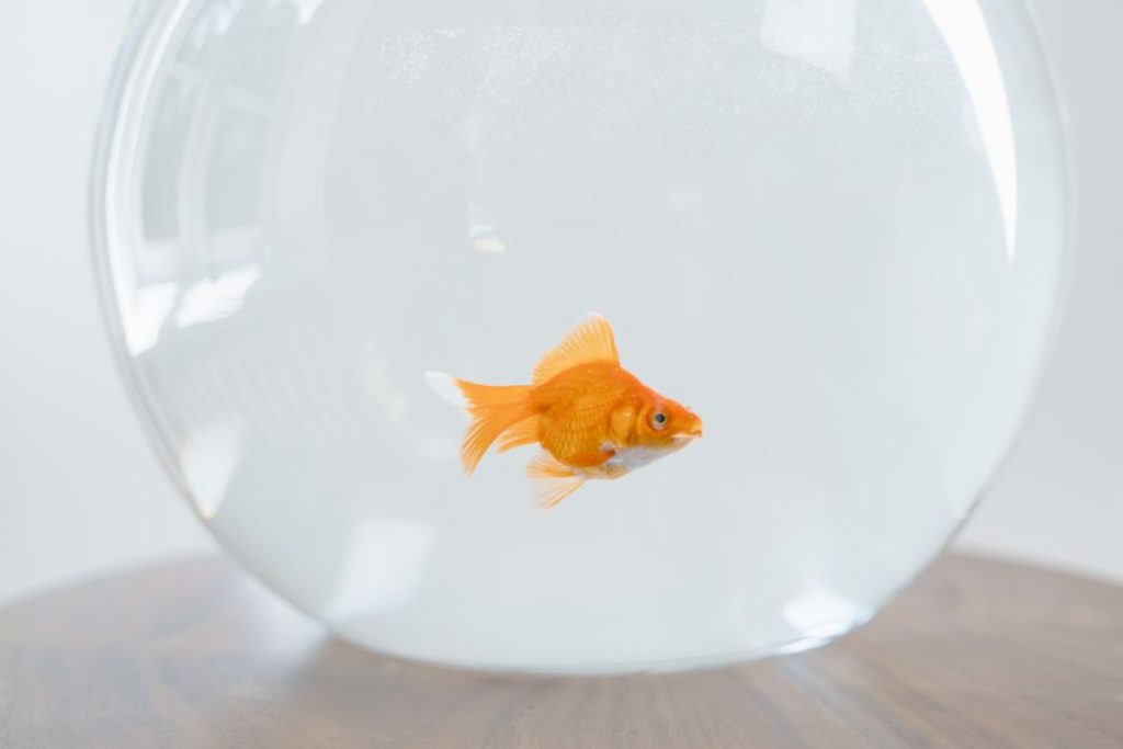 Este es el mejor acuario para tus peces 1 Vida.es Este es el mejor acuario para tus peces