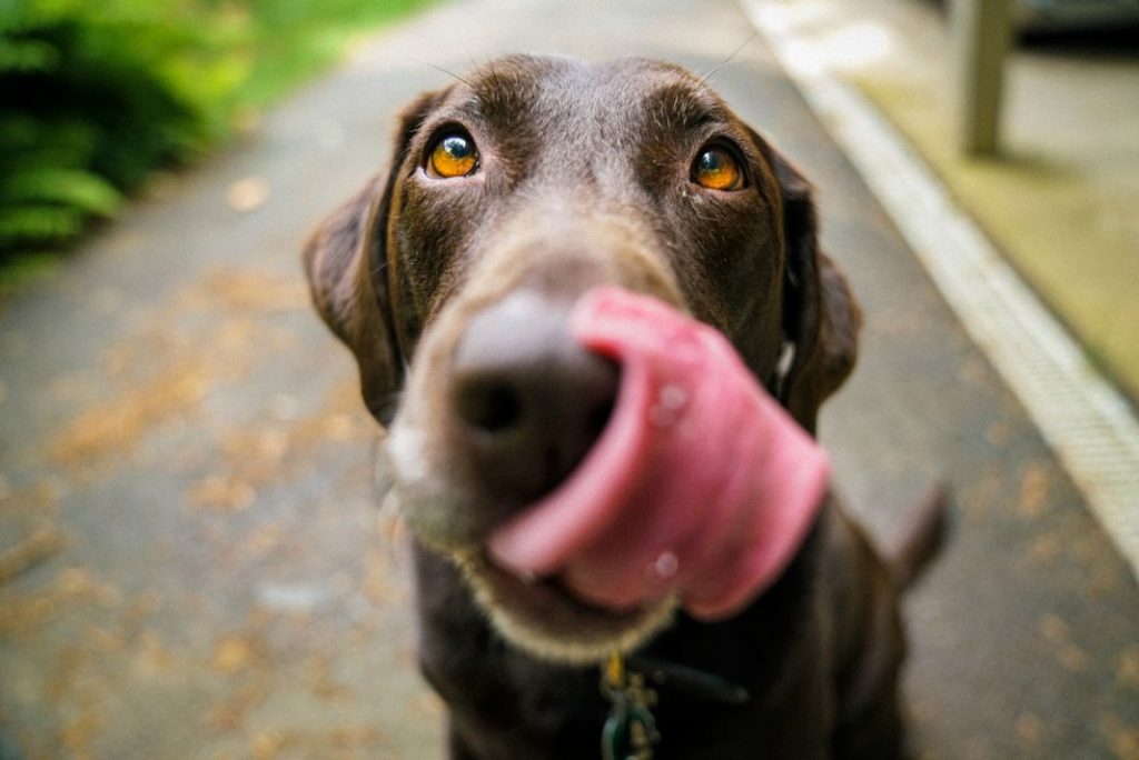 Esto es lo que te cuesta mantener a tu perro 1 Vida.es Esto es lo que te cuesta mantener a tu perro