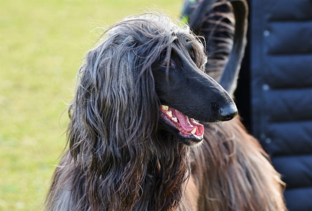 Galgo afgano características, personalidad y necesidades