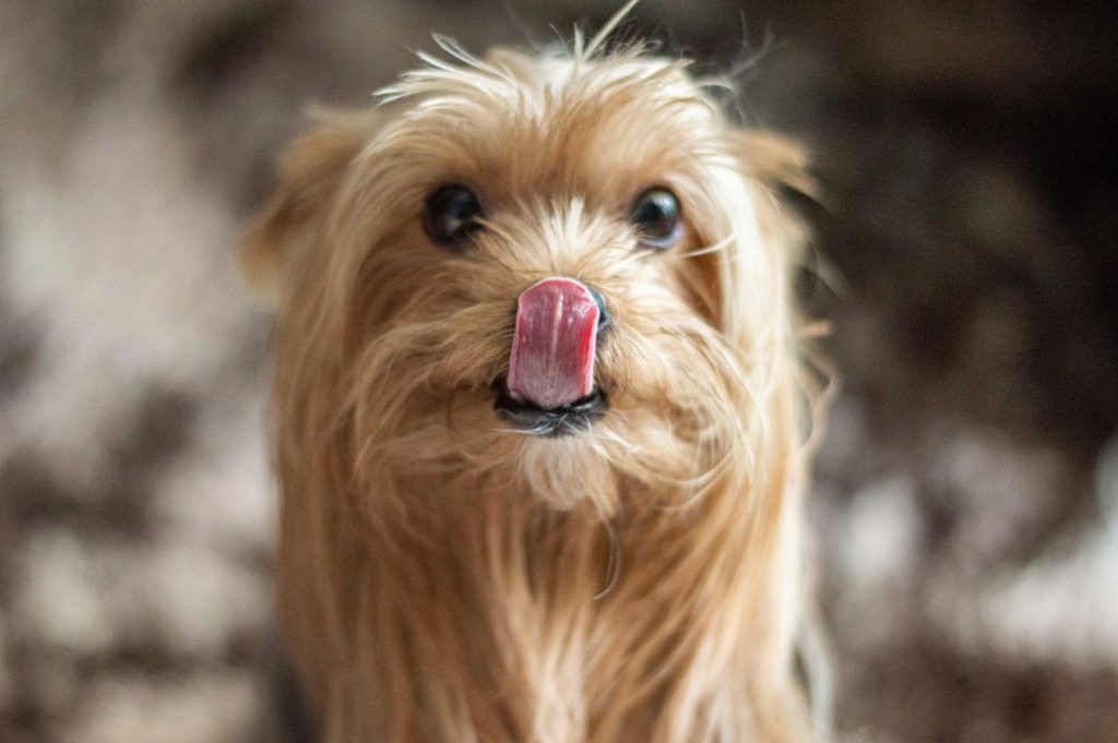 La razón por la que no debes dejar que tu perro te chupe la cara