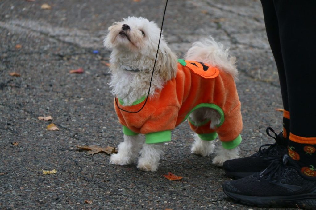 Los motivos por los que no debes disfrazar a tu perro en Halloween 1 Vida.es mascota