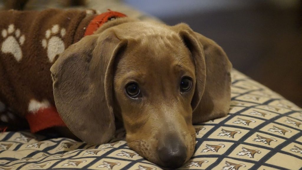 Perro salchicha: independiente, valiente y terco. Conoce más sobre la raza Dachshund 1 Vida.es Perro salchicha: independiente, valiente y terco. Conoce más sobre la raza Dachshund