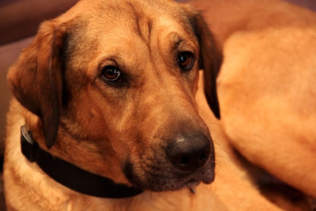 Razas de perros con orejas caídas y encantadoras 1 Vida.es mascotas
