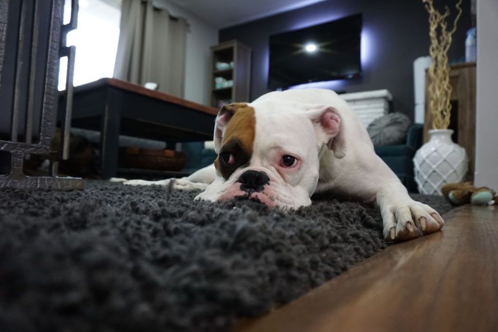 Qué hacer con tu perro cuando llegas a casa si está siempre solo 1 Vida.es mascota