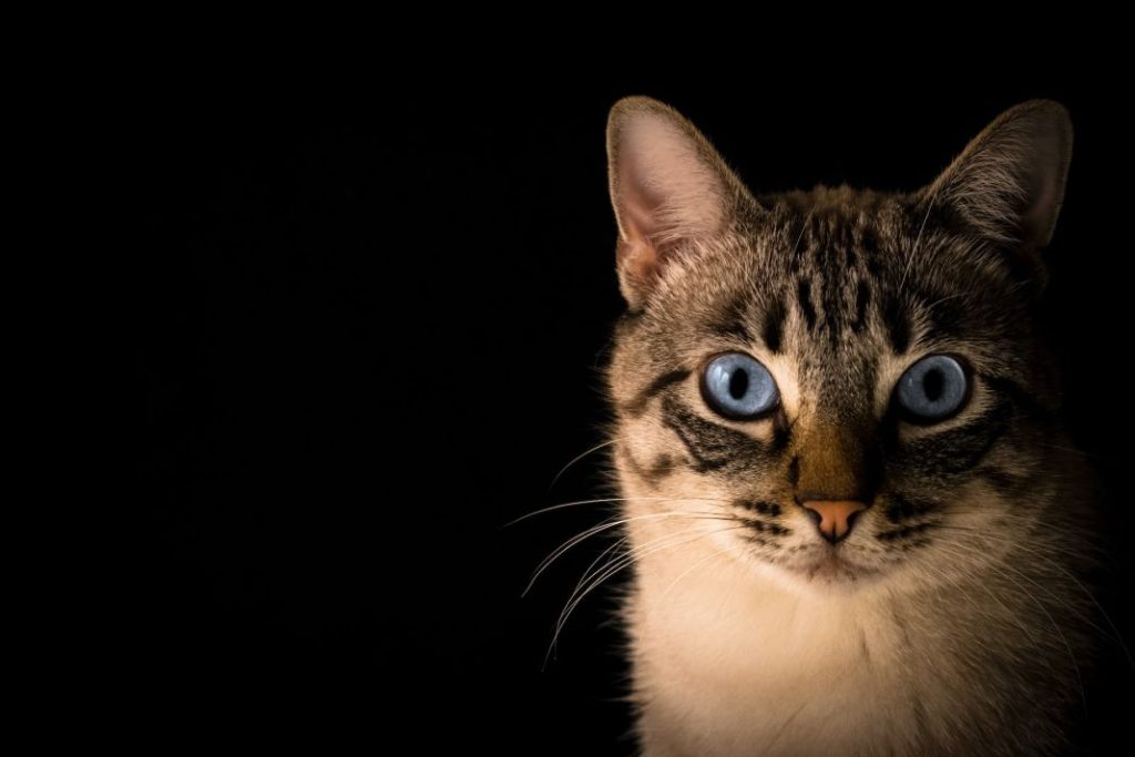 Qué hacer si tu gato deja de tomar comida húmeda 1 Vida.es mascota