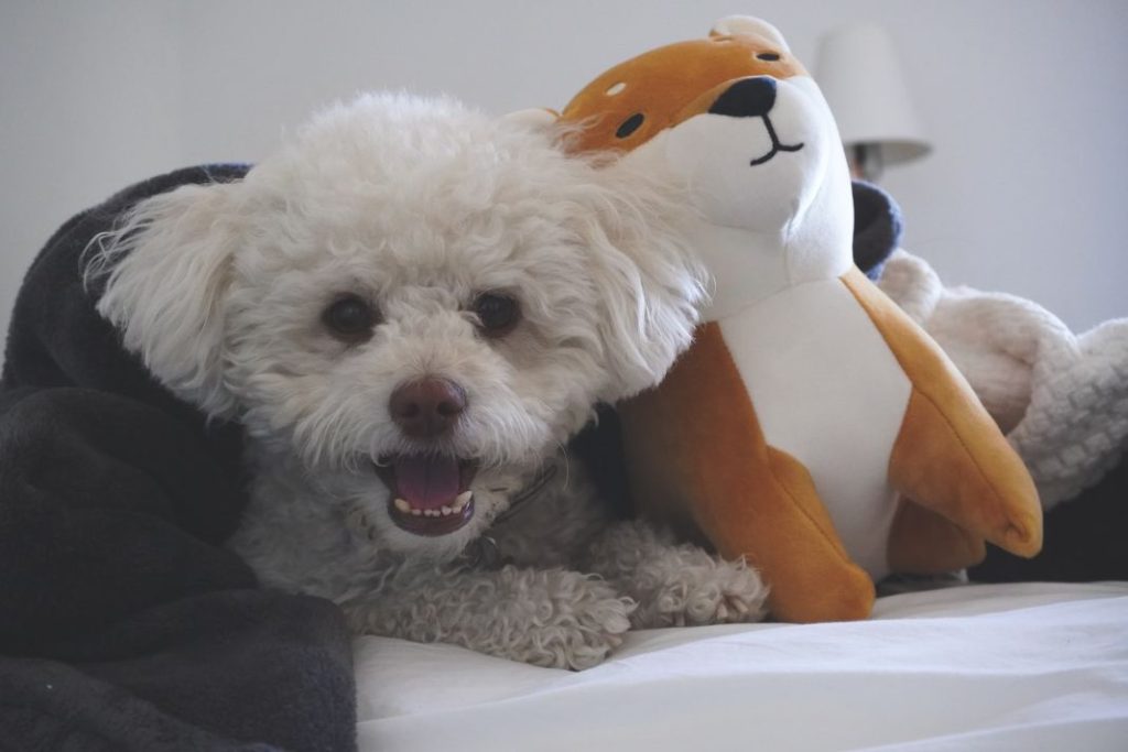 Razas de perros toy que caben en cualquier sitio 1 Vida.es mascota