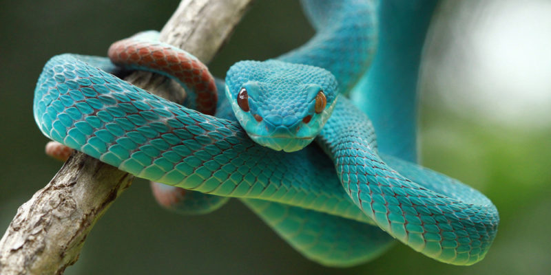 Las serpientes y sus significados
