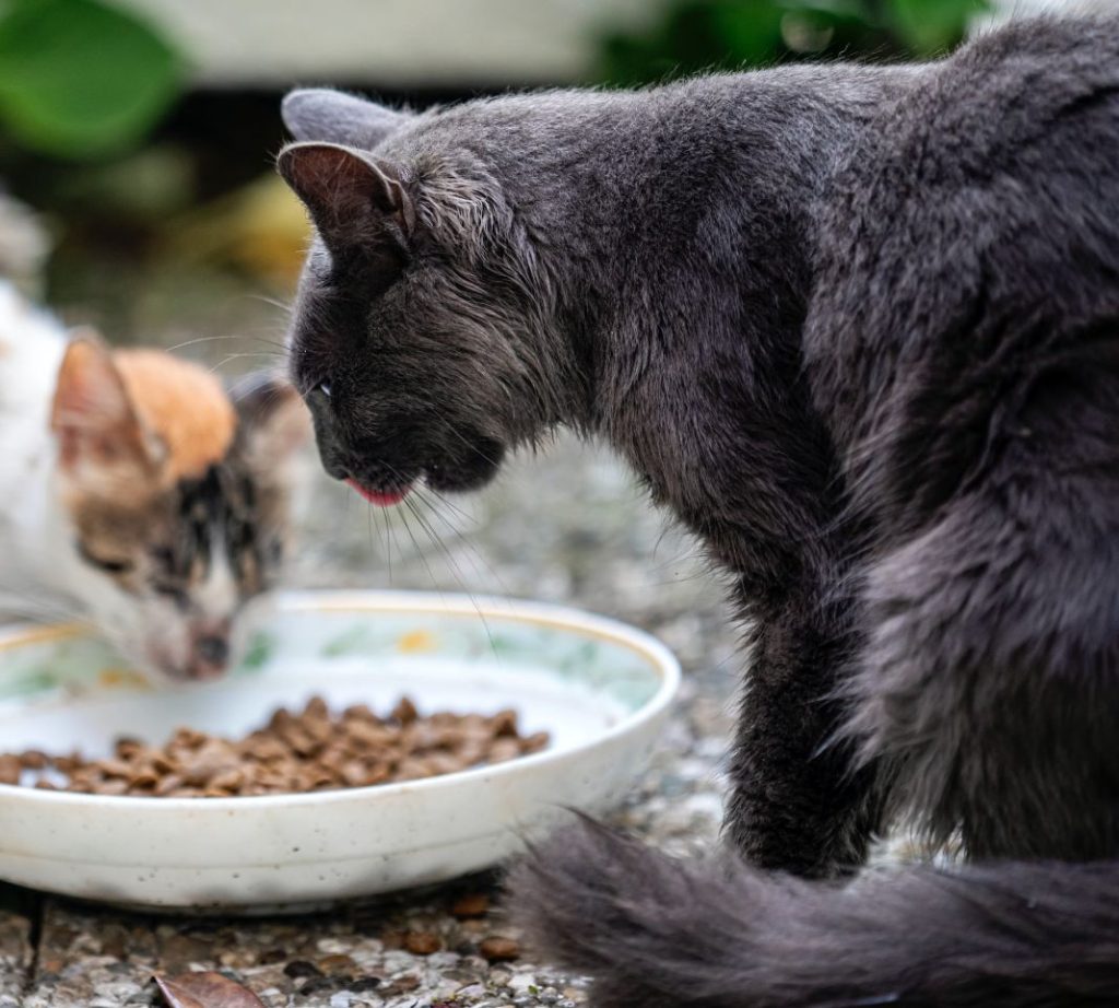 Adoptar un gato: Estos son todos los accesorios que necesitan 1 Vida.es mascotas
