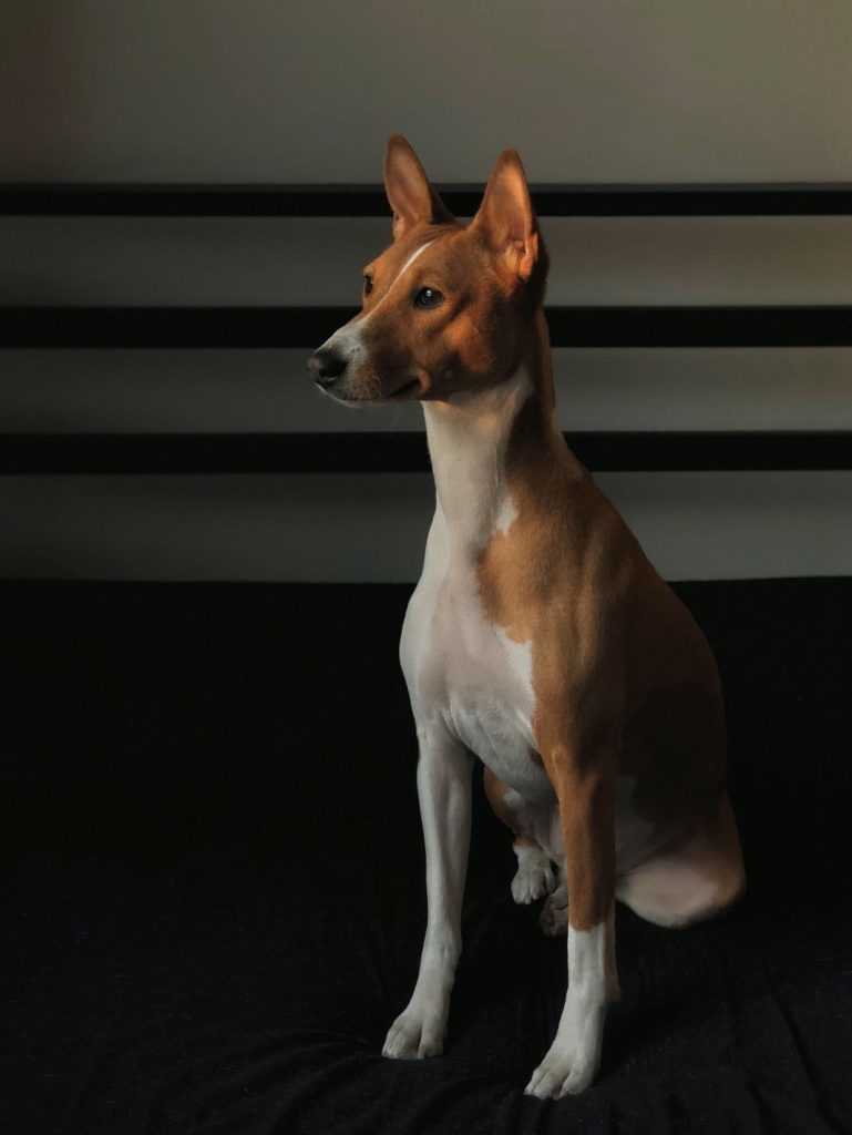 Basenji así es la raza de perros que no ladra