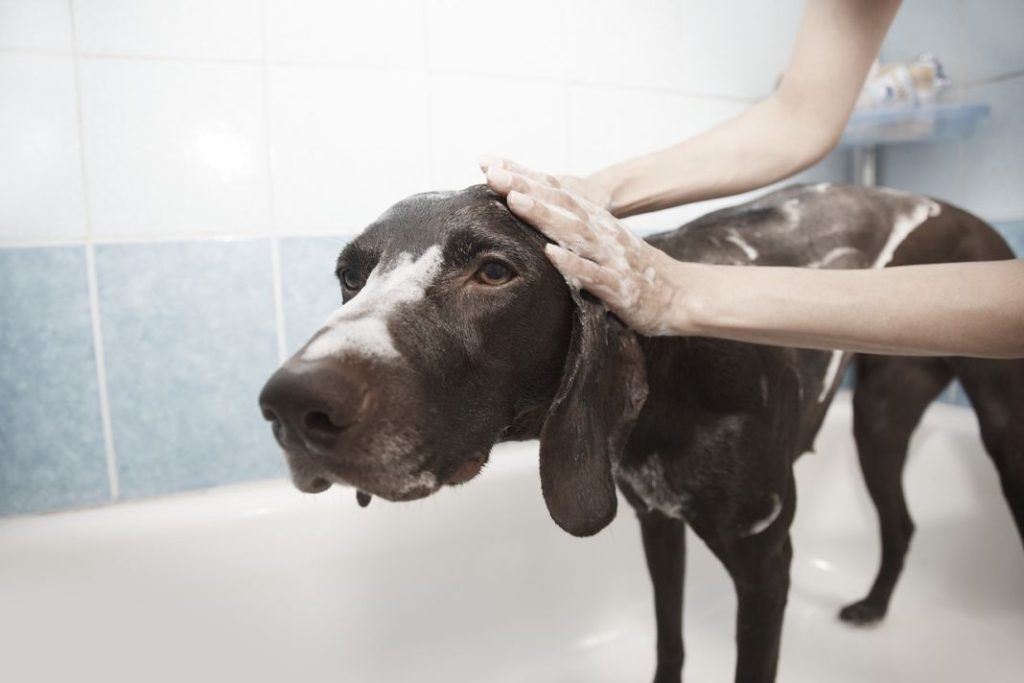 Cada cuánto tiempo es bueno bañar a tu perro 1 Vida.es Cada cuánto tiempo es bueno bañar a tu perro
