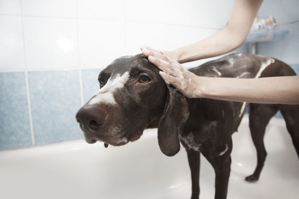 Cada cuánto tiempo es bueno bañar a tu perro