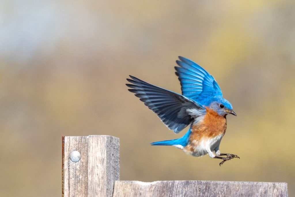 Canarios y otros pájaros que son considerados los más cantores 1 Vida.es mascotas