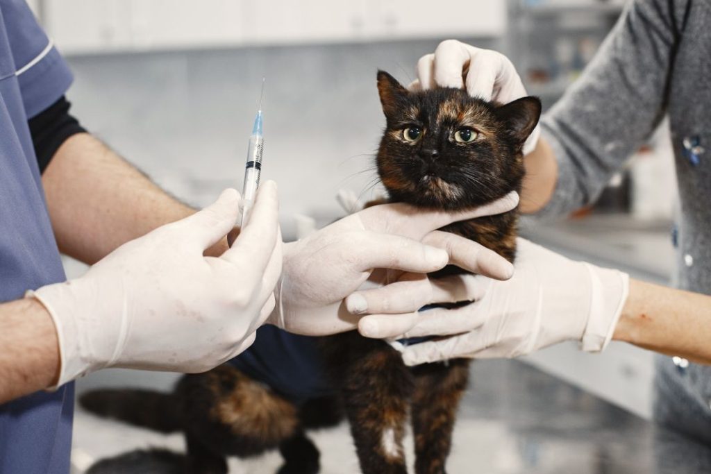 Cuáles son las vacunas que debes ponerle a tu gato 1 Vida.es mascota