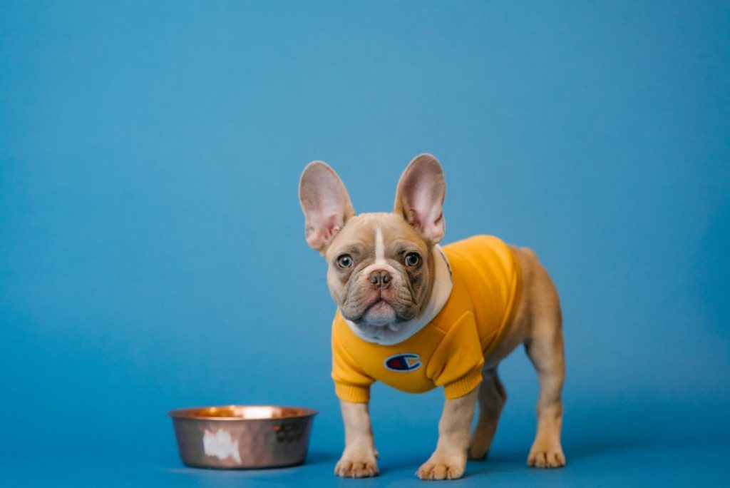 Dieta BARF para mascotas esto es lo que debes tener en cuenta