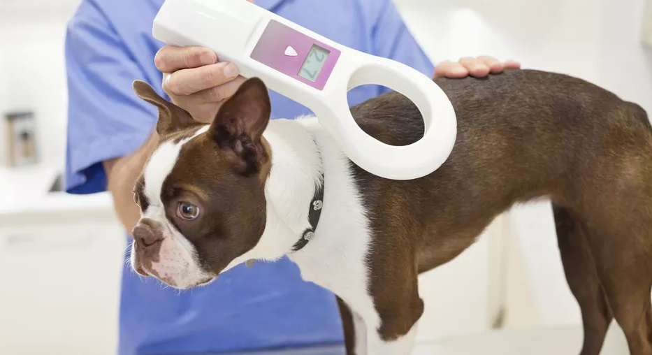 El chip del perro: para qué sirve y por qué debes ponérselo 1 Vida.es El chip del perro: para qué sirve y por qué debes ponérselo