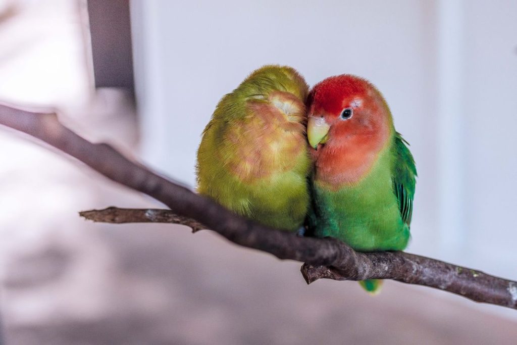 Estas son las mascotas que ya no vas a poder tener