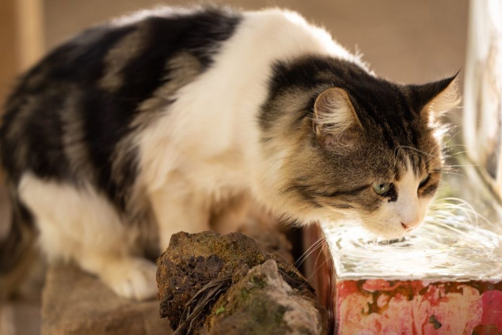 Ideas para conseguir que tu gato beba más agua