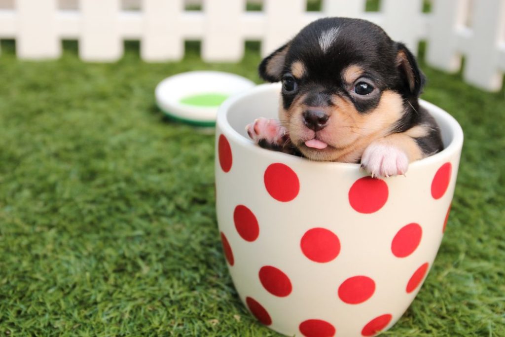 Mi perro tiene diarrea: consejos para sobrellevarlo y que se reponga 1 Vida.es Mi perro tiene diarrea: consejos para sobrellevarlo y que se reponga