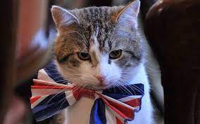 Por qué hay un gato con un puesto en Downing Street: todo sobre Larry, el funcionario permanente 1 Vida.es gato