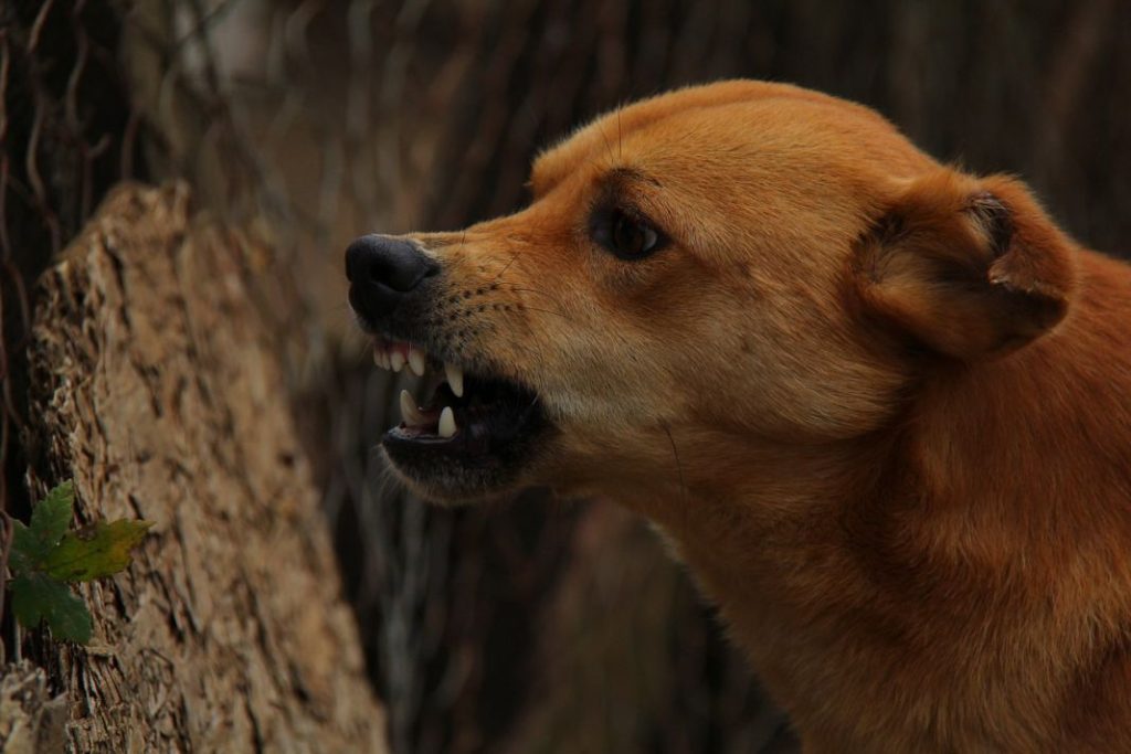 Qué es la rabia y por qué hay que vacunar al perro 1 Vida.es Qué es la rabia y por qué hay que vacunar al perro