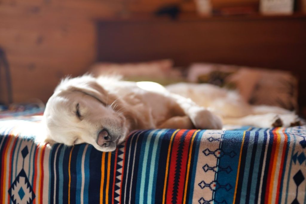 Qué hacer si tu perro tiene pesadillas 1 Vida.es Qué hacer si tu perro tiene pesadillas