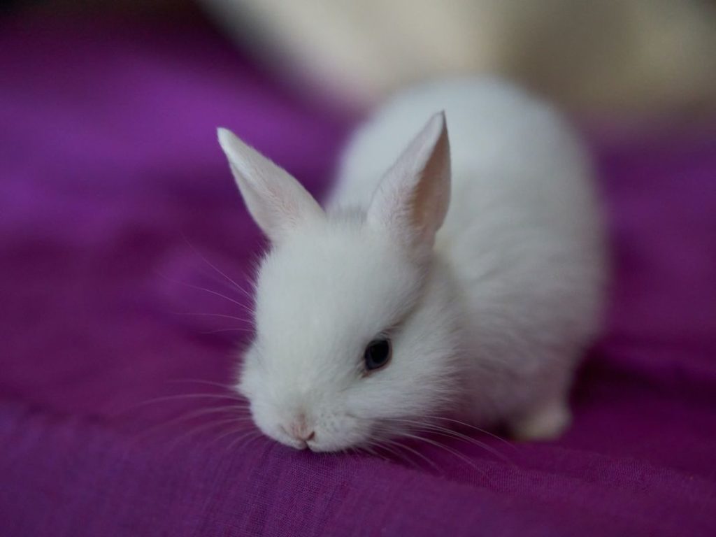 Qué necesitas para tener como mascota un conejo