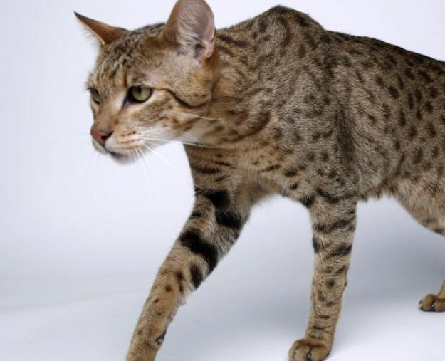 Ashera: esta es la raza de gato más cara del mundo 1 Vida.es Ashera: esta es la raza de gato más cara del mundo