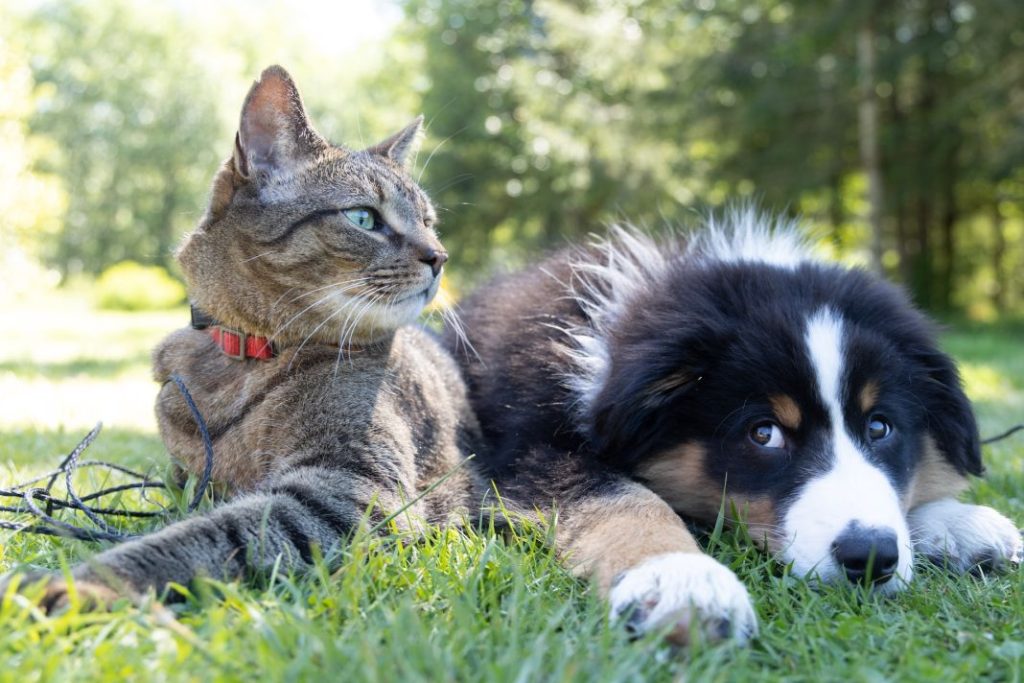Cómo elegir el perro o el gato adecuado para tu hogar 1 Vida.es mascota