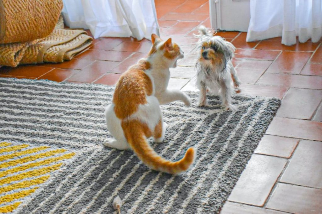 Consejos para lograr que tu gato se lleve bien con tu perro 1 Vida.es mascotas