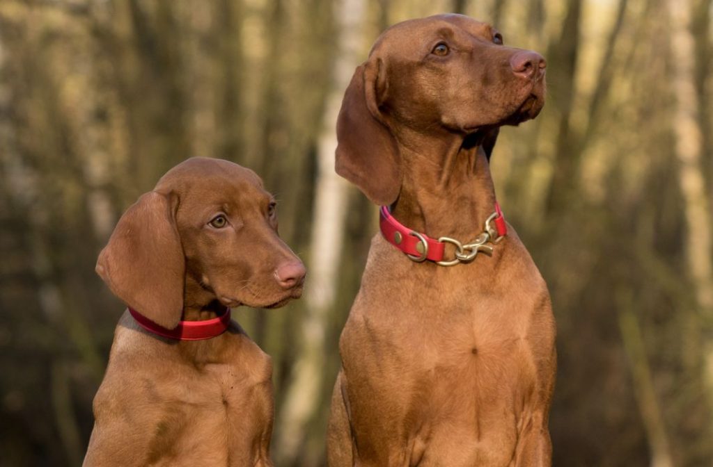 Diabetes en el perro: señales para reconocer la enfermedad 1 Vida.es Diabetes en el perro: señales para reconocer la enfermedad