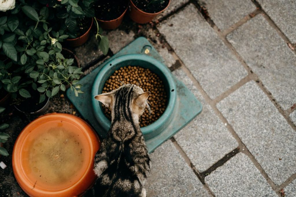 Esta es la dieta ideal para un gato doméstico