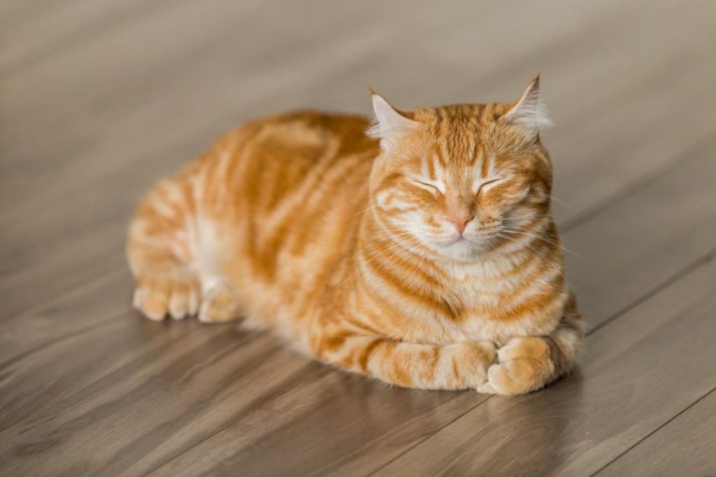 Esto es lo que le pasa a un gato si tiene caspa 1 Vida.es Esto es lo que le pasa a un gato si tiene caspa