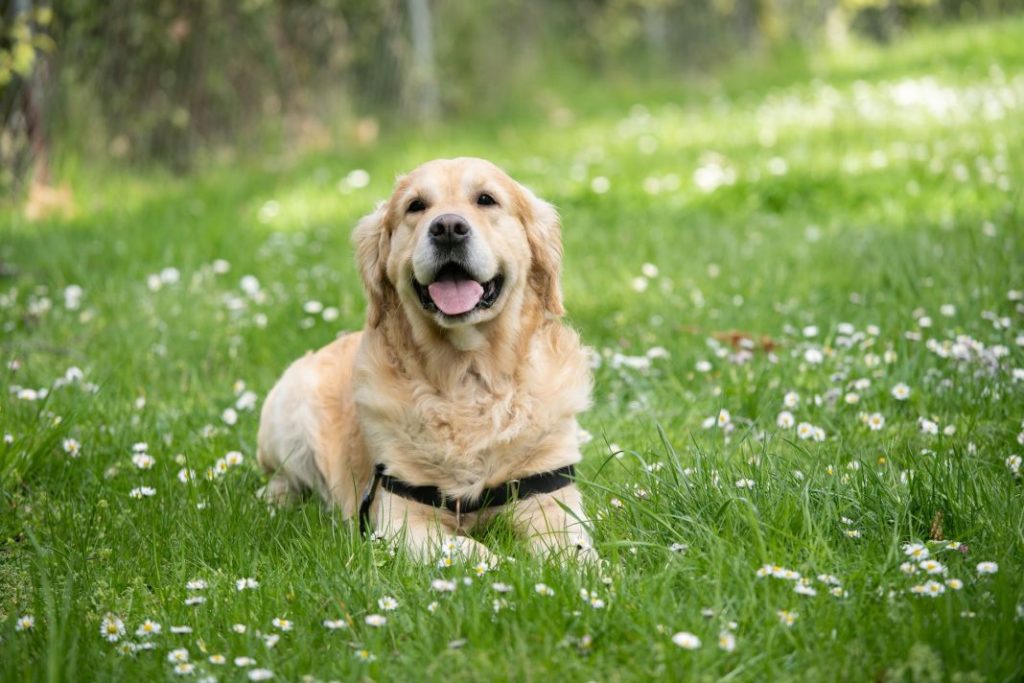 Labrador: dócil, amable y un poco revoltoso, así es la raza de perro