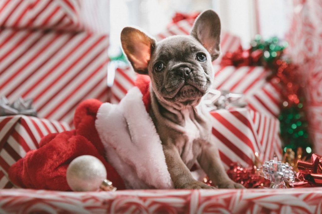 Las razones por las que no debes adoptar un perro en Navidad