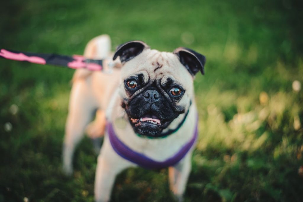 Pug: características y curiosidades de la raza china 1 Vida.es Pug: características y curiosidades de la raza china