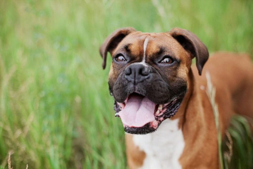Razas de perros ideales si tienes niños 1 Vida.es Razas de perros ideales si tienes niños