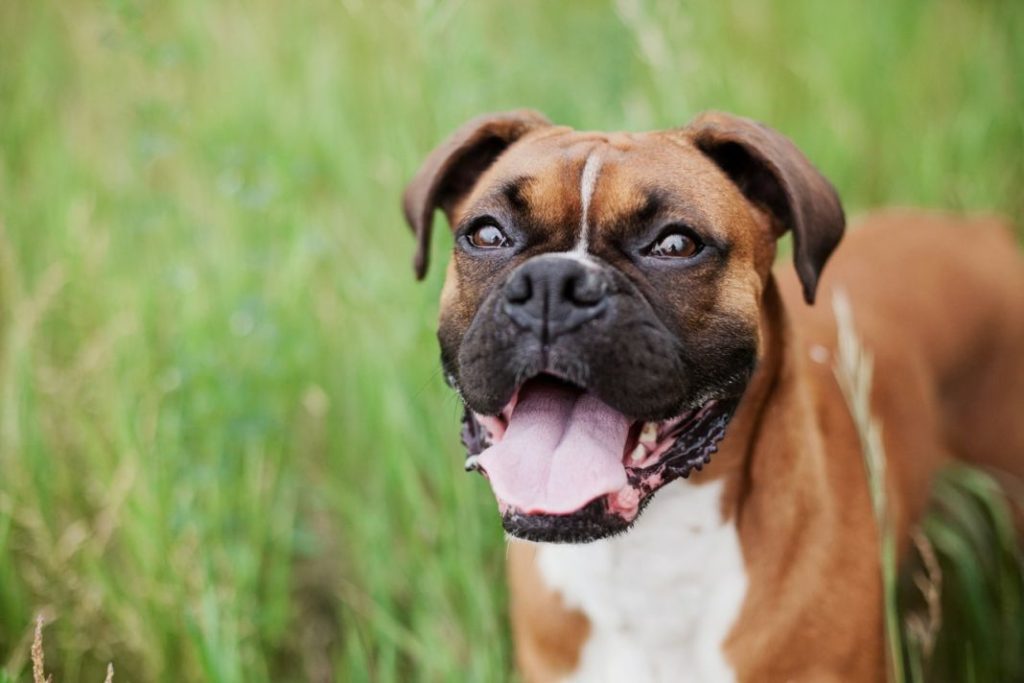 Razas de perros ideales si tienes niños