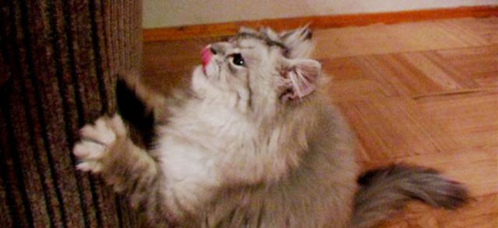 Trucos para enseñar a tu gato a usar el rascador 1 Vida.es mascota