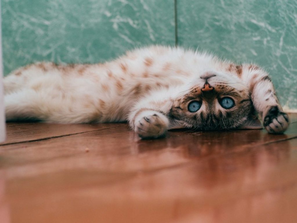 Castración o esterilización: qué es lo mejor para tu gato 1 Vida.es Castración o esterilización: qué es lo mejor para tu gato