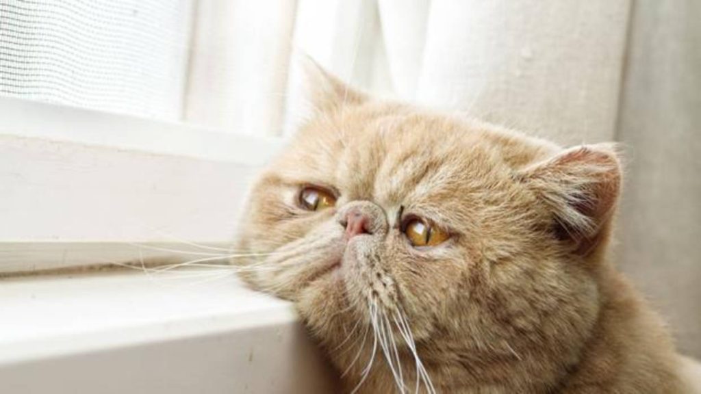El motivo por el que tu gato parece triste 1 Vida.es ¿Cómo puedes saber si tu gato está deprimido?