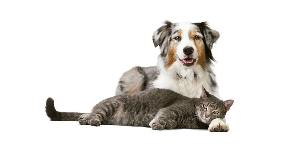 Este es el multazo que te puedes llevar si se escapa tu gato 1 Vida.es ¿Qué consigues dentro de las normativas?