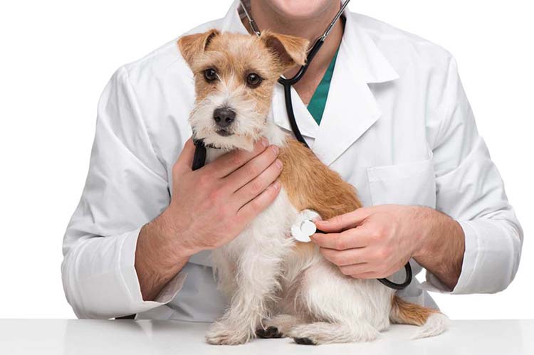 Esto debes hacer para aumentar la esperanza de vida de tu perro 1 Vida.es ¿Cuánto tiempo viven los perros en promedio?