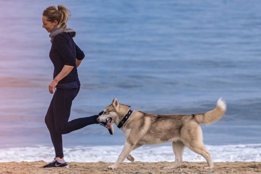 Las razas de perros más adecuadas para trabajar y hacer deporte