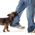 Perros peligrosos: 6 formas de evitar la agresión hacia los humanos