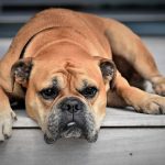 Perros: cómo abordar el comportamiento ansioso en 5 pasos