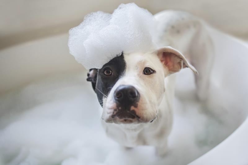 ¿Con qué frecuencia debes bañar a tu perro?