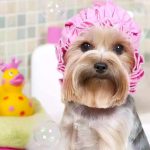 ¿Cada cuánto tiempo debes bañar a tu perro?