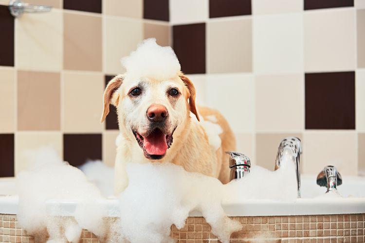 Cuántas veces lavar a tu perro